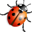 Lady Beetle Icon 64x64 png