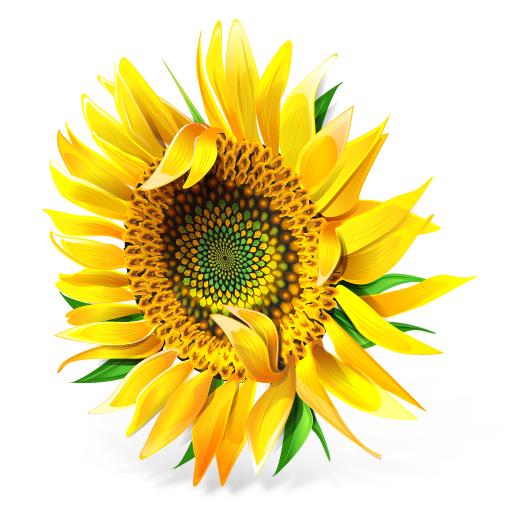 Sunflower Icon 512x512 png