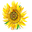 Sunflower Icon 64x64 png