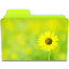 Sunflower Folder Icon 64x64 png