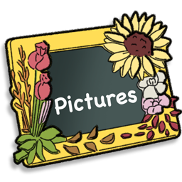 Pictures Icon 256x256 png