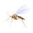 Mosquito Icon 48x48 png