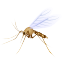 Mosquito Icon 64x64 png