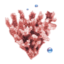 Coral Icon 128x128 png