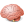 Brain Icon 24x24 png