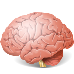 Brain Icon 256x256 png
