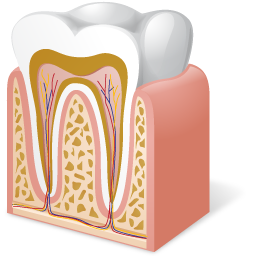 Tooth Anatomy Icon 256x256 png