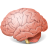Brain Icon 48x48 png