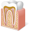 Tooth Anatomy Icon 64x64 png