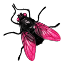 Fly Icon 128x128 png